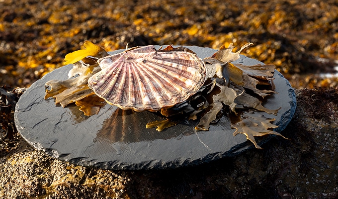 photo de Coquille Saint-Jacques